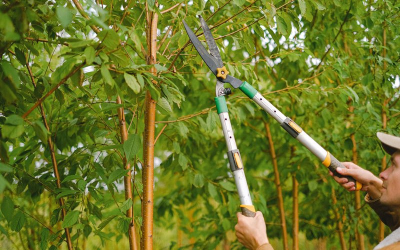 Tree trimming in Loiza, PR